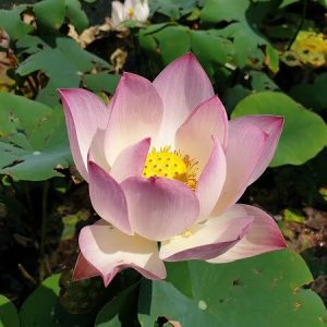 Lotus Nelumbo 'Pink And Yellow'