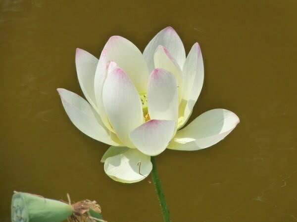 Lotus Nelumbo 'Pink And Yellow'