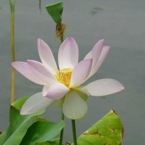 Lotus Nelumbo 'Pulchra'