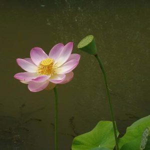 Lotus Nelumbo 'Pulchra'
