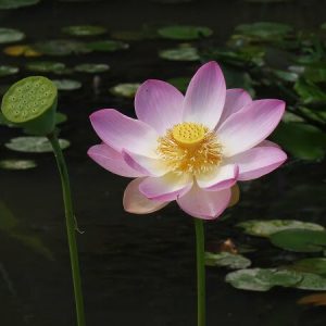 Lotus Nelumbo 'Pulchra'