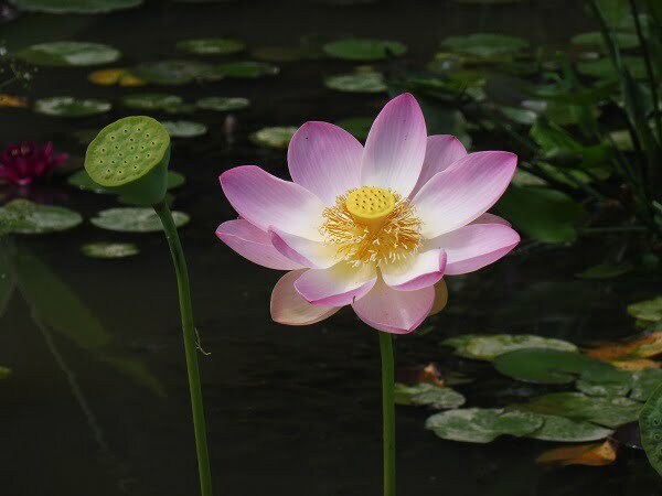 Lotus Nelumbo 'Pulchra'