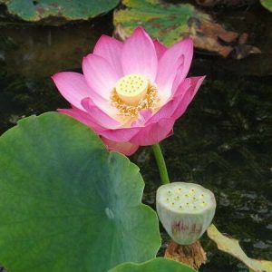 Lotus Nelumbo 'Red Children'