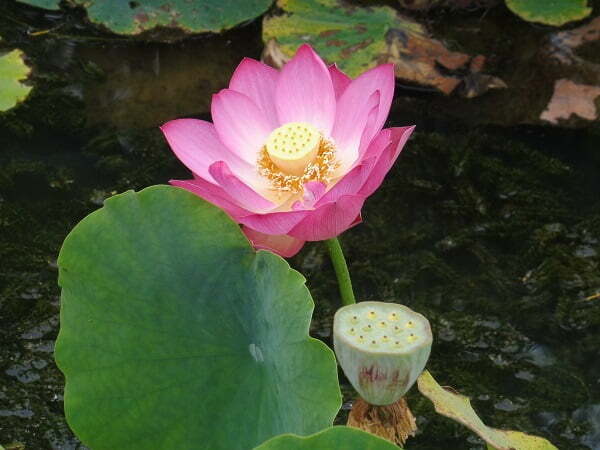 Lotus Nelumbo 'Red Children'