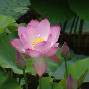 Lotus Nelumbo 'Red Children'