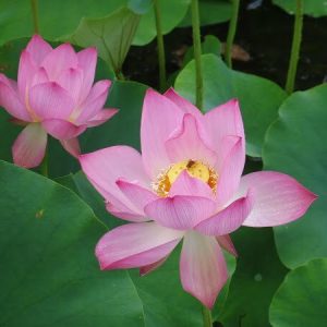 Lotus Nelumbo 'Red Children'