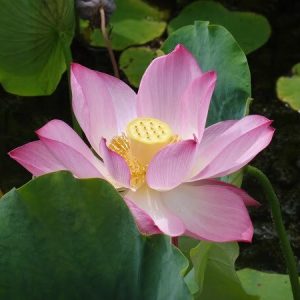 Lotus Nelumbo 'Red Children'