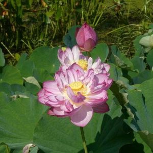 Lotus Nelumbo 'Rosa Turm'