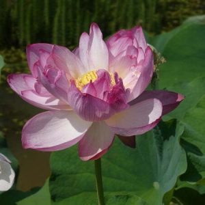 Lotus Nelumbo 'Rosa Turm'