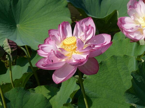 Lotus Nelumbo 'Rosa Turm'