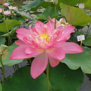 nelumbo-rosea-plena-2