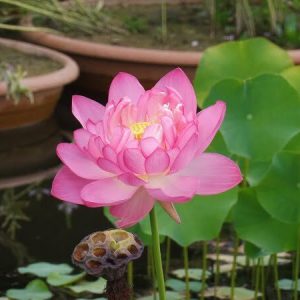 Lotus Nelumbo 'Rosea Plena'