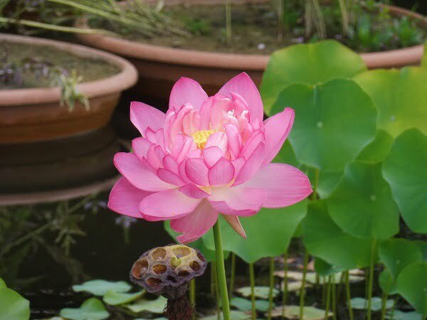 nelumbo-rosea-plena-3