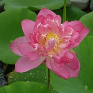 nelumbo-rosea-plena