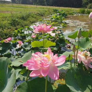 nelumbo-rosea-plena-4