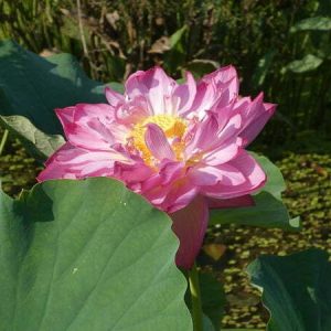 Lotus Nelumbo 'Sharon'