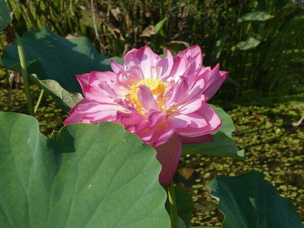 Lotus Nelumbo 'Sharon'