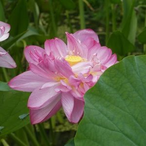 Lotus Nelumbo 'Sharon'