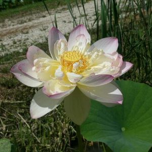 Lotus Nelumbo 'Strawberry Blonde'