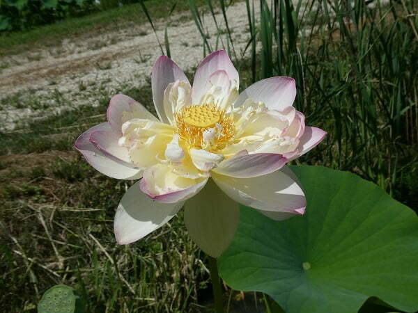 Lotus Nelumbo 'Strawberry Blonde'