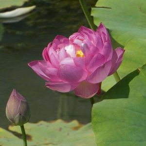 nelumbo-tao-hong-su-ju-2