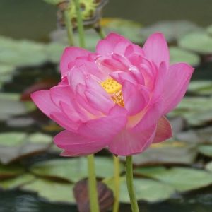 Lotus Nelumbo 'Tao Hong Su Yu'