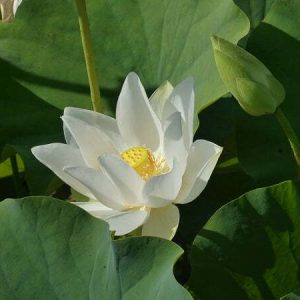 nelumbo-white-triangle-2