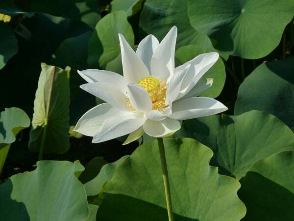 nelumbo-white-triangle-3