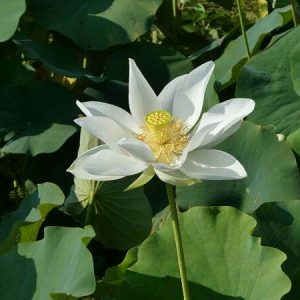 nelumbo-white-triangle