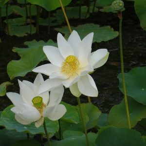 nelumbo-white-triangle-4