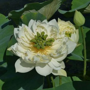 Lotus Nelumbo 'Xi Shi Wan Cha'