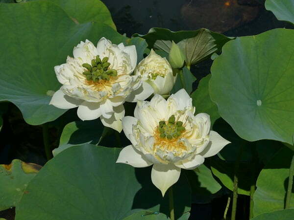 Lotus Nelumbo 'Xi Shi Wan Cha'