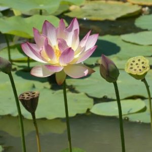 Lotus Nelumbo 'Xin De Lian'