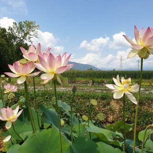 Lotus Nelumbo 'Xin De Lian'