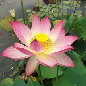 Lotus Nelumbo 'Xin De Lian'