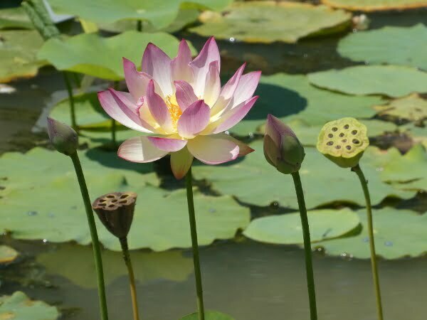 Lotus Nelumbo 'Xin De Lian'
