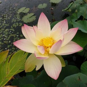 Lotus Nelumbo 'Zazhong San Yanse'