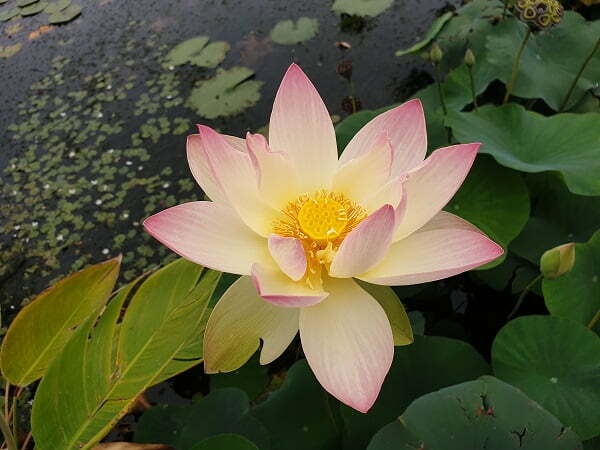 Lotus Nelumbo 'Zazhong San Yanse'