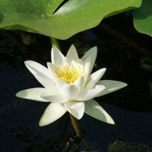 Nénuphar Nymphaea 'Alba'