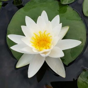 Nénuphar Nymphaea 'Alba Plenissima'