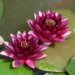 Nénuphar Nymphaea 'Almost Black'