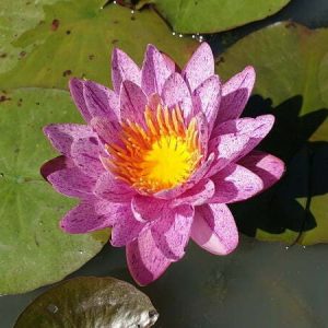 Nénuphar Nymphaea 'Amethyst Crystal'