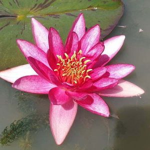ninfea-atropurpurea-2