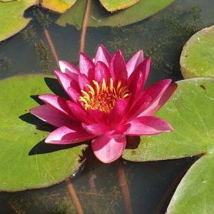 ninfea-atropurpurea-3