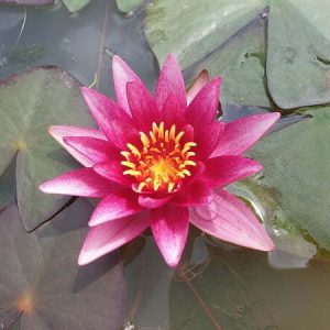 Nénuphar Nymphaea 'Atropurpurea'