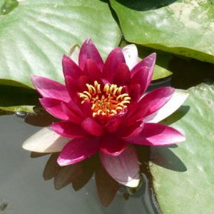 Nénuphar Nymphaea 'Attraction'