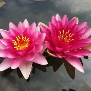 ninfea-attraction-4