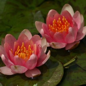 ninfea-aurora-2