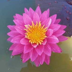 ninfea-bangkok-marble-3