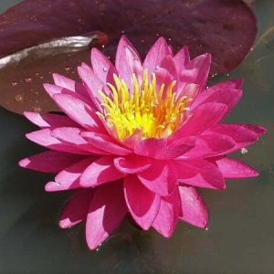 ninfea-bangkok-marble